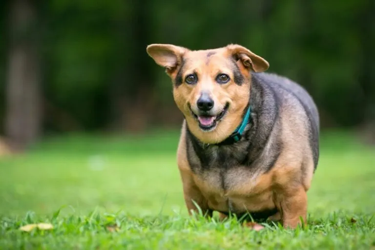 Chien dans l'herbe en surpoids