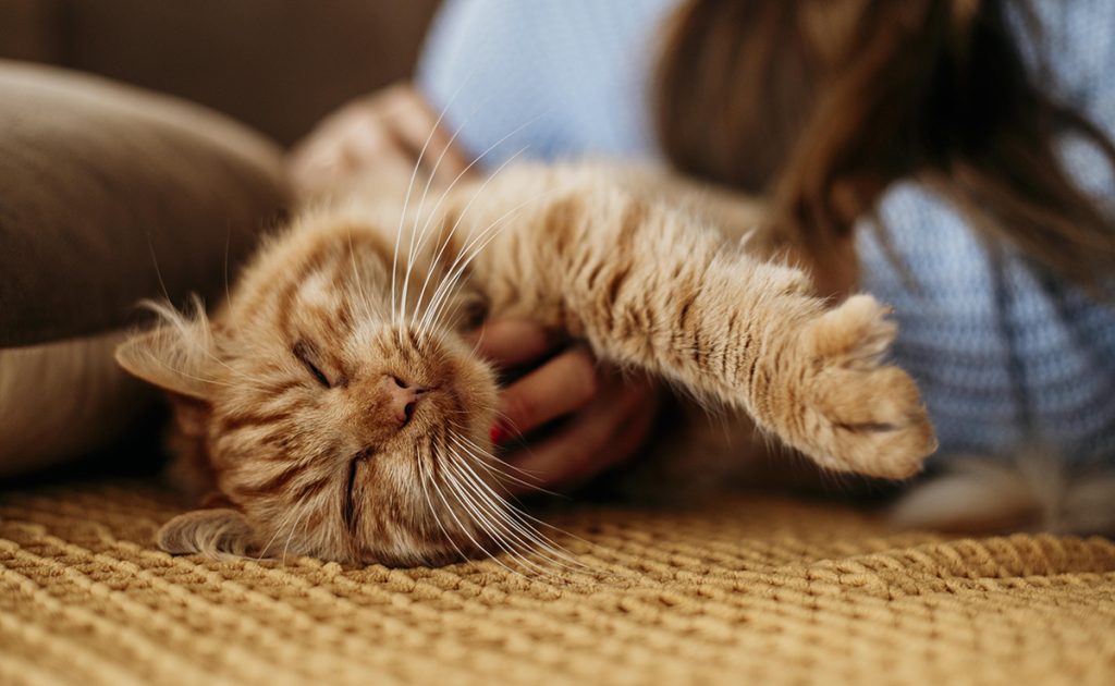 carrese chat