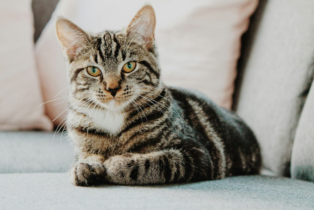 Chat assis sur un canapé avec les oreilles levé