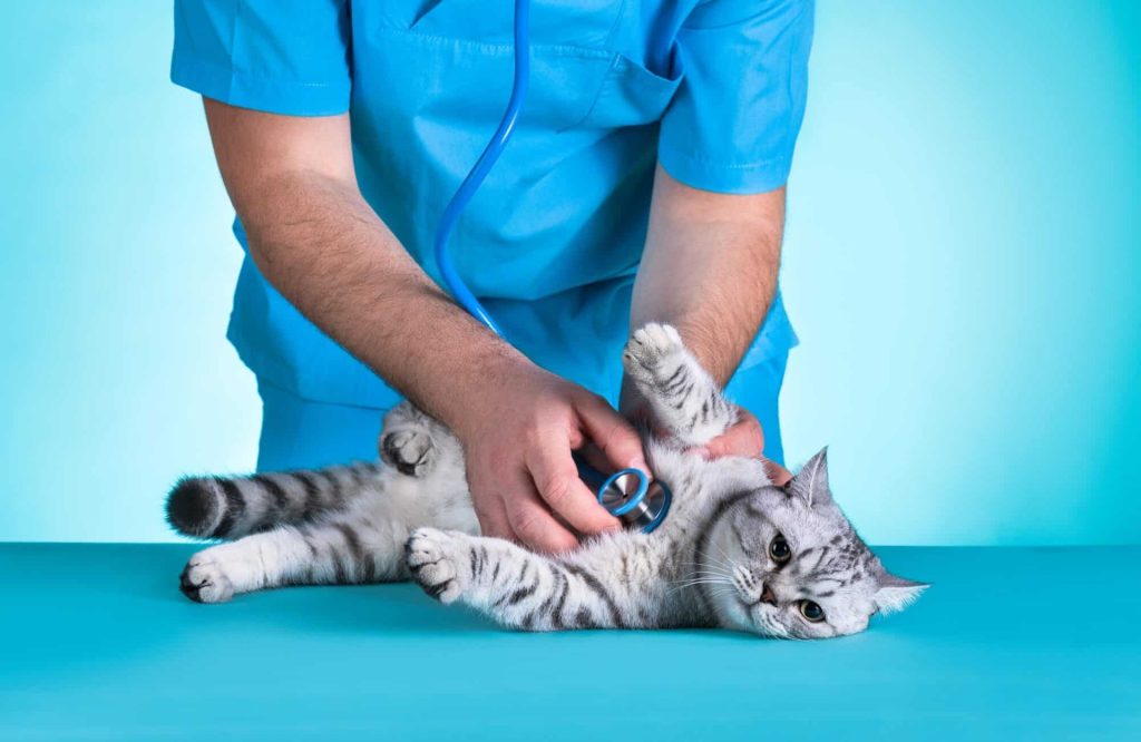 Chat chez le vétérinaire sur une table de co sculpter qui se fait consulter par un vétérinaire